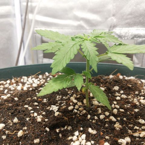 Critical bilbo + critical mass + northern light growlog timeline photo
