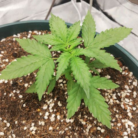 Critical bilbo + critical mass + northern light growlog timeline photo