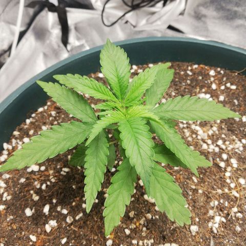 Bubble Gum + blueberry growlog timeline photo