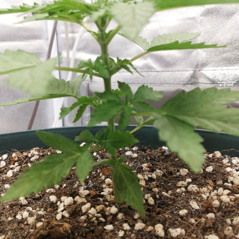 Critical bilbo + critical mass + northern light growlog timeline photo