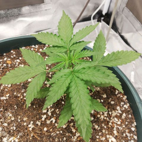 Critical bilbo + critical mass + northern light growlog timeline photo