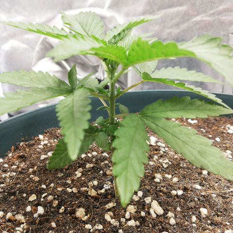 Bubble Gum + blueberry growlog timeline photo