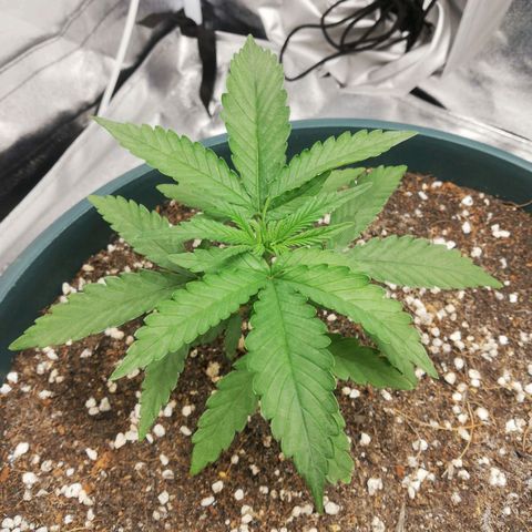 Bubble Gum + blueberry growlog timeline photo