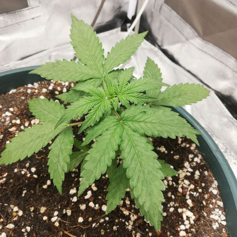 Critical bilbo + critical mass + northern light growlog timeline photo