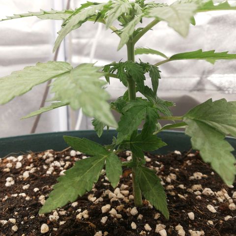 Critical bilbo + critical mass + northern light growlog timeline photo