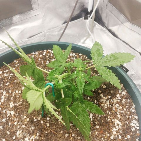 Critical bilbo + critical mass + northern light growlog photo: LST