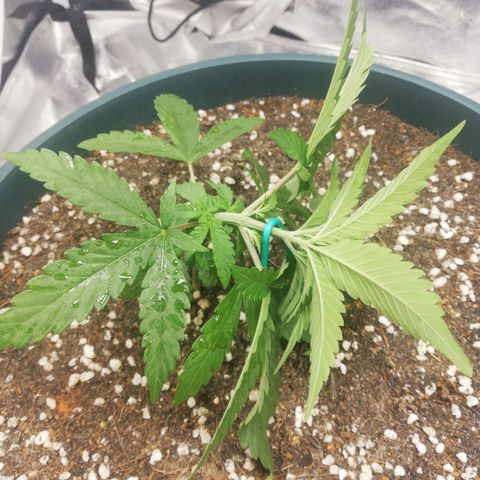 Bubble Gum + blueberry growlog photo: LST