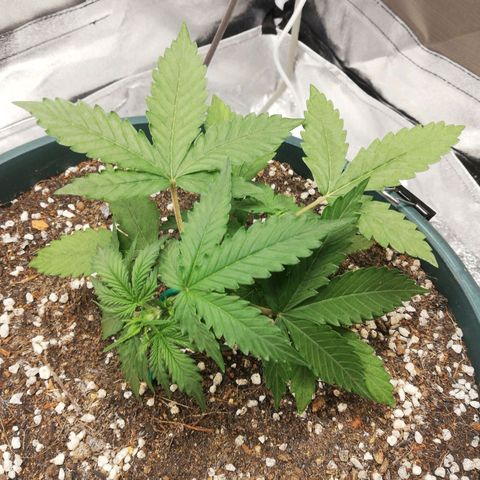 Critical bilbo + critical mass + northern light growlog timeline photo