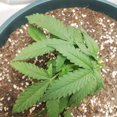 Bubble Gum + blueberry growlog timeline photo