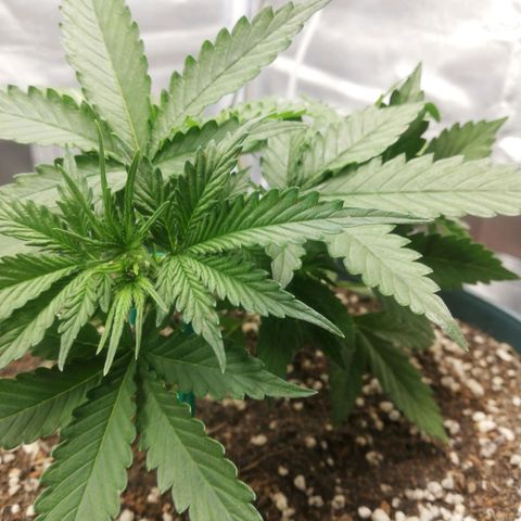Critical bilbo + critical mass + northern light growlog photo: LST