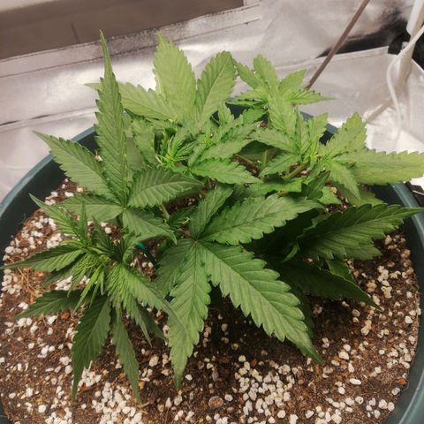 Critical bilbo + critical mass + northern light growlog photo: LST