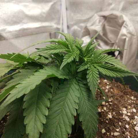 Bubble Gum + blueberry growlog timeline photo