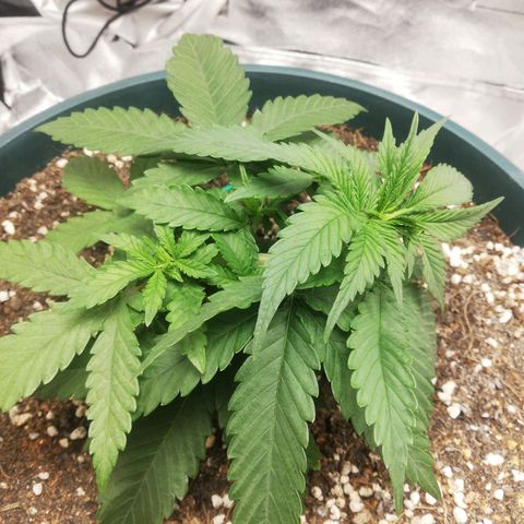 Bubble Gum + blueberry growlog timeline photo