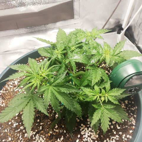 Critical bilbo + critical mass + northern light growlog photo: Upgrade threeway meter