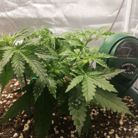 Critical bilbo + critical mass + northern light growlog photo: Upgrade threeway meter