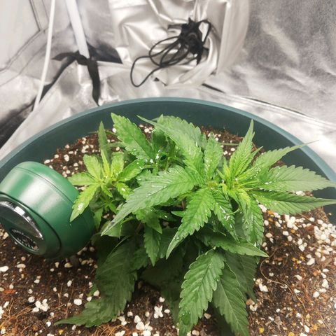 Bubble Gum + blueberry growlog photo: Upgrade threeway meter