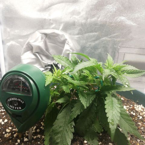 Bubble Gum + blueberry growlog photo: Upgrade threeway meter