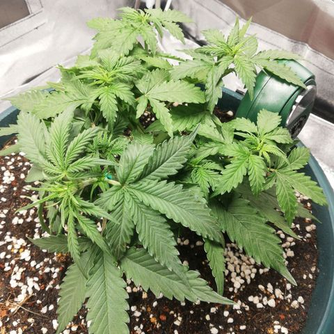 Critical bilbo + critical mass + northern light growlog timeline photo