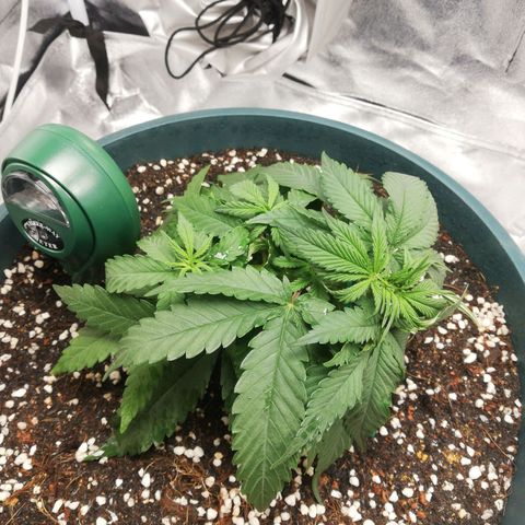 Bubble Gum + blueberry growlog timeline photo
