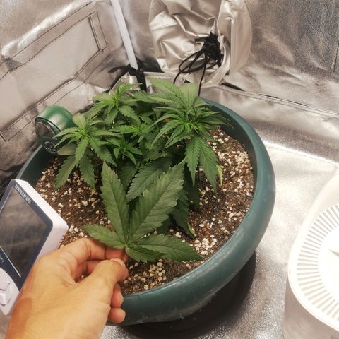 Bubble Gum + blueberry growlog timeline photo