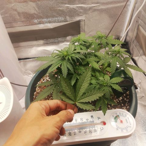 Critical bilbo + critical mass + northern light growlog timeline photo