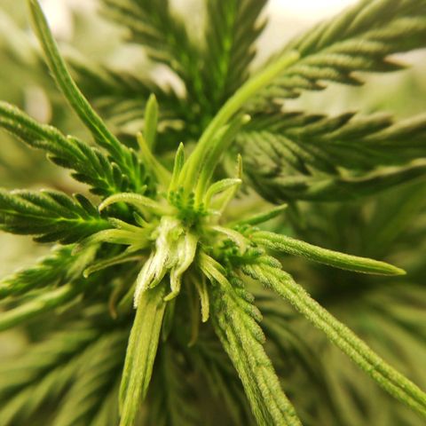 Critical bilbo + critical mass + northern light growlog timeline photo