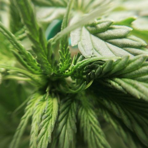 Bubble Gum + blueberry growlog timeline photo