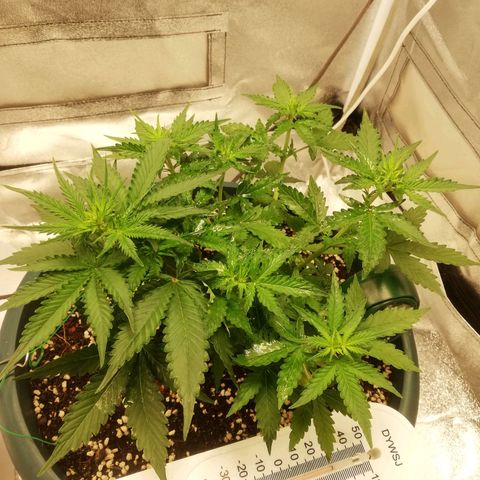 Critical bilbo + critical mass + northern light growlog timeline photo