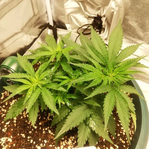 Bubble Gum + blueberry growlog timeline photo