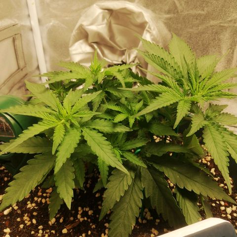 Bubble Gum + blueberry growlog photo: Tinggi 18 inci dari lampu