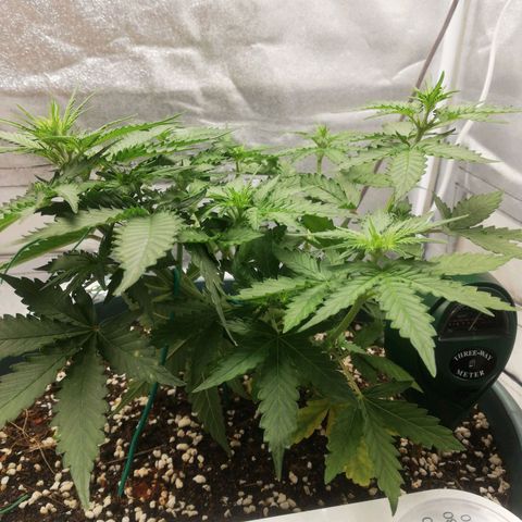 Critical bilbo + critical mass + northern light growlog timeline photo
