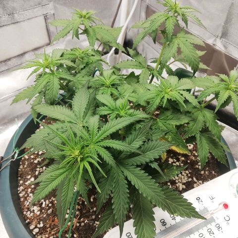 Critical bilbo + critical mass + northern light growlog timeline photo