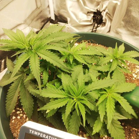 Bubble Gum + blueberry growlog timeline photo