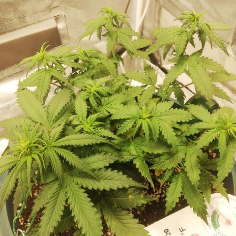 Critical bilbo + critical mass + northern light growlog timeline photo