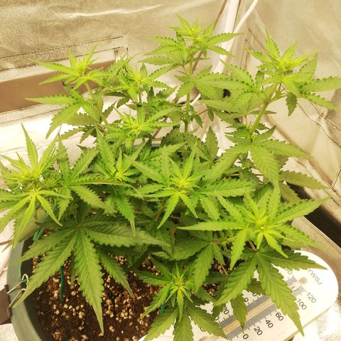 Critical bilbo + critical mass + northern light growlog timeline photo