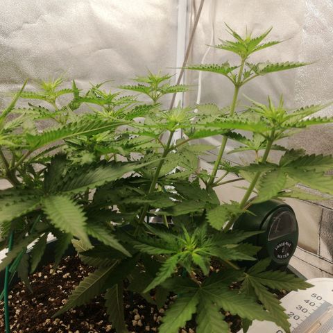 Critical bilbo + critical mass + northern light growlog timeline photo