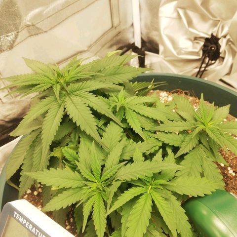 Bubble Gum + blueberry growlog timeline photo