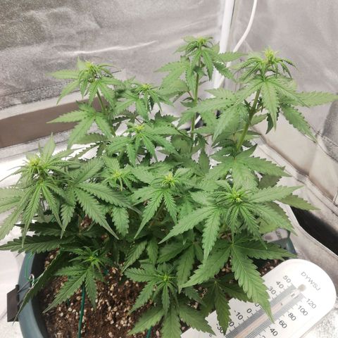 Critical bilbo + critical mass + northern light growlog timeline photo