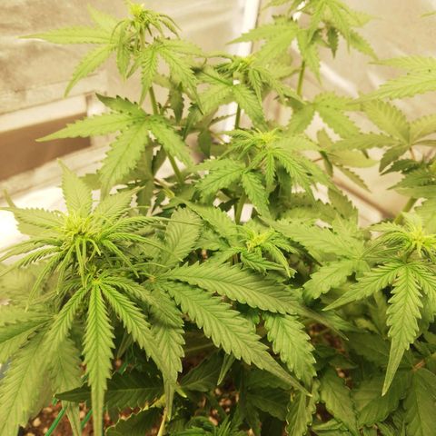 Critical bilbo + critical mass + northern light growlog timeline photo