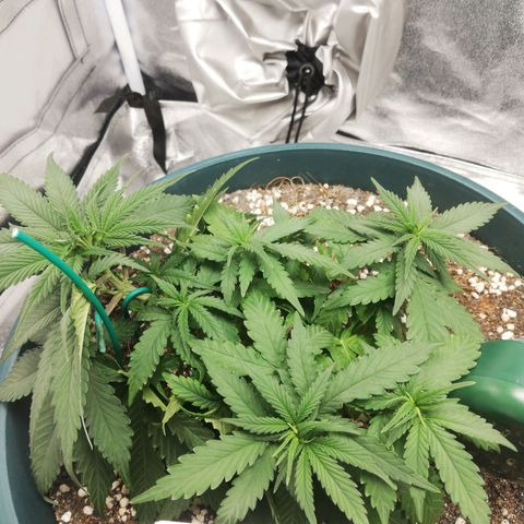 Bubble Gum + blueberry growlog timeline photo