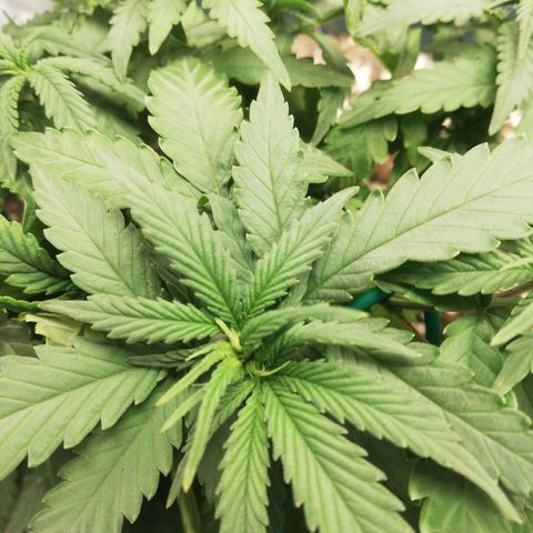 Bubble Gum + blueberry growlog timeline photo