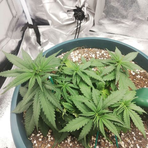 Bubble Gum + blueberry growlog timeline photo