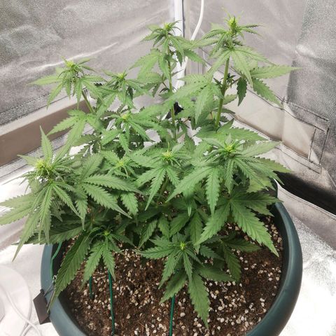 Critical bilbo + critical mass + northern light growlog timeline photo