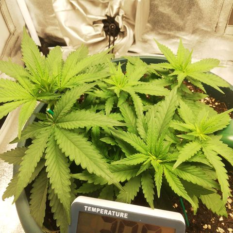 Bubble Gum + blueberry growlog timeline photo