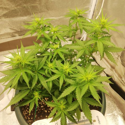 Critical bilbo + critical mass + northern light growlog timeline photo