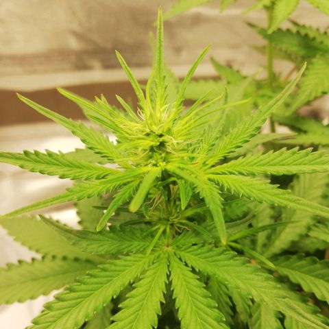 Critical bilbo + critical mass + northern light growlog timeline photo