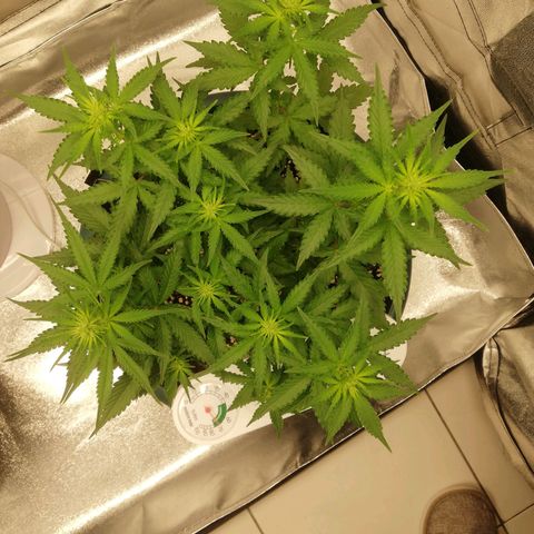 Critical bilbo + critical mass + northern light growlog timeline photo