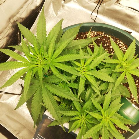 Bubble Gum + blueberry growlog timeline photo