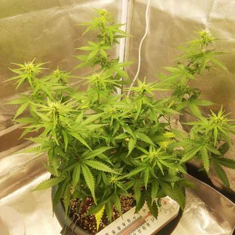 Critical bilbo + critical mass + northern light growlog timeline photo