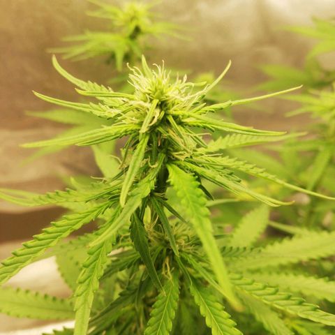 Critical bilbo + critical mass + northern light growlog timeline photo